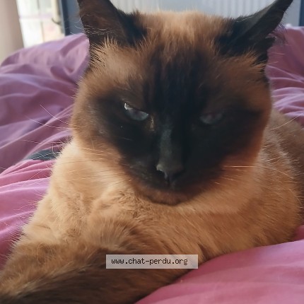 Photo de chat perdu à Brest