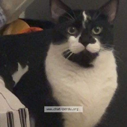 Photo de chat perdu à Lyon