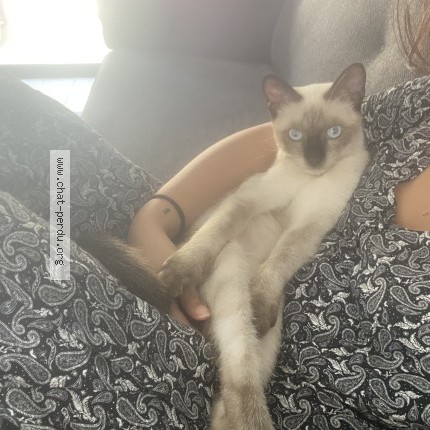 Photo de chat perdu à Rive De Gier