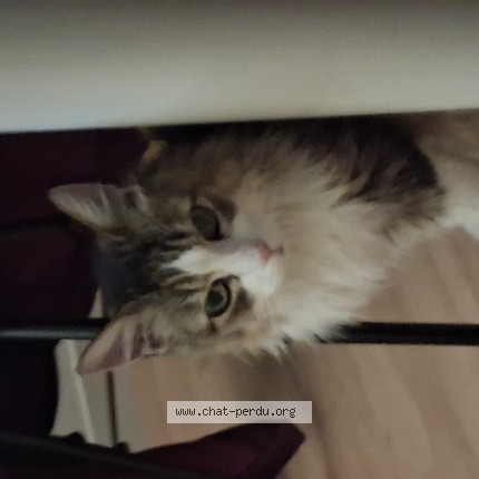 Photo 1/1 Chat retrouvé Perdu à Surzur