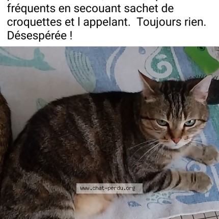 Photo 1/1 Denver Chat perdu à Angers