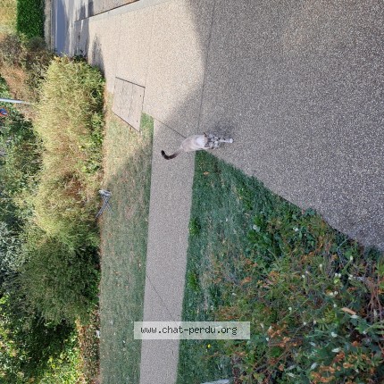 Photo de chat perdu à Albiny Sur Saone