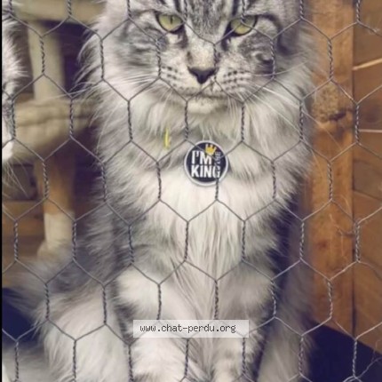 Photo de chat perdu à Chocques