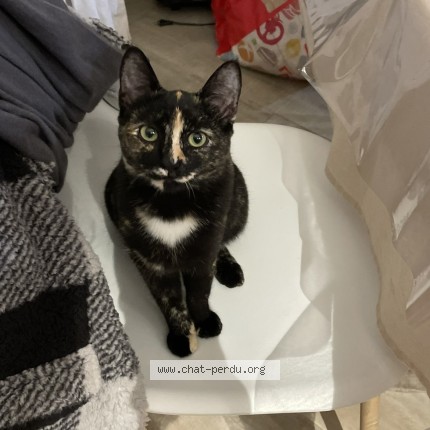 Photo 1/1 Nova Chat perdu à Tonneins