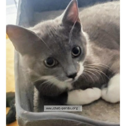 Photo 1/1 Chat retrouvé Perdu à Paris