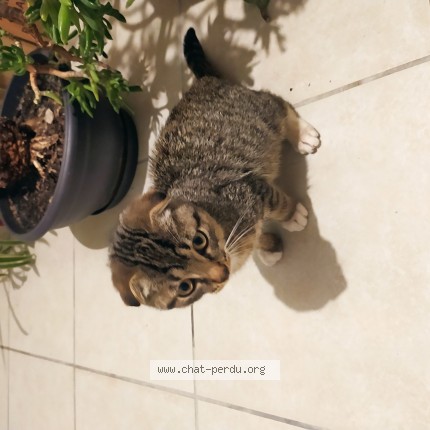 Photo de chat perdu à Sainte Flaive Des Loups