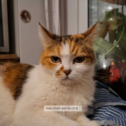 Photo de chat perdu à Courseulles Sur Mer