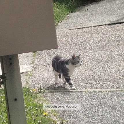 Photo 1/1 boubou Chat perdu à Trappes