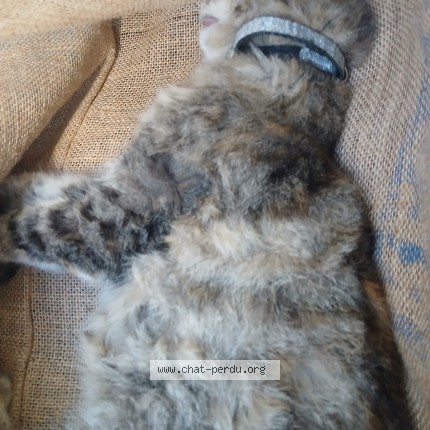 Photo 1/1 Chat retrouvé Trouvé à St Jean De Braye