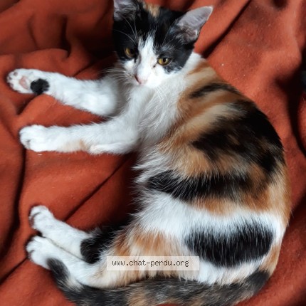 Photo 1/1 BARBOUILLE Chat perdu à Toulouges