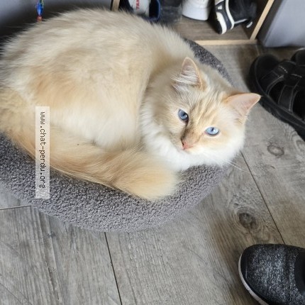 Photo de chat perdu à Orange