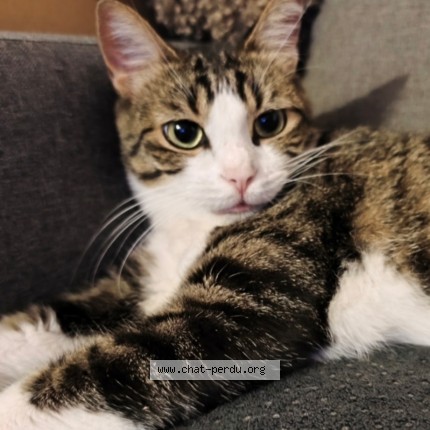 Photo de chat perdu à Lattes