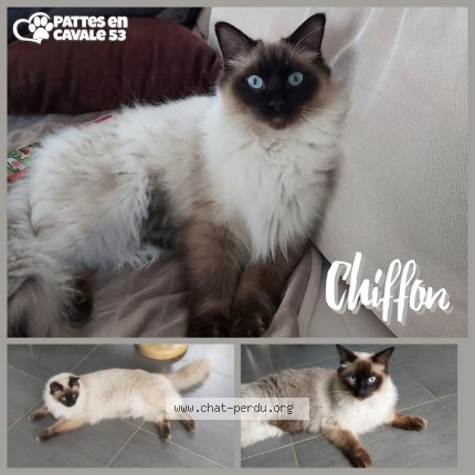 Photo de chat perdu à Saint Germain Le Fouilloux