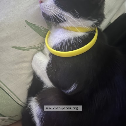 Photo de chat perdu à Puylaurens