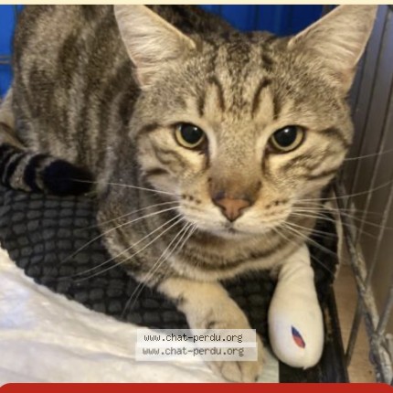 Photo de chat perdu à Vaulx En Velin
