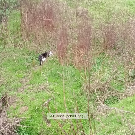 Photo 1/1 Chat trouvé Trouvé à Miniac Morvan