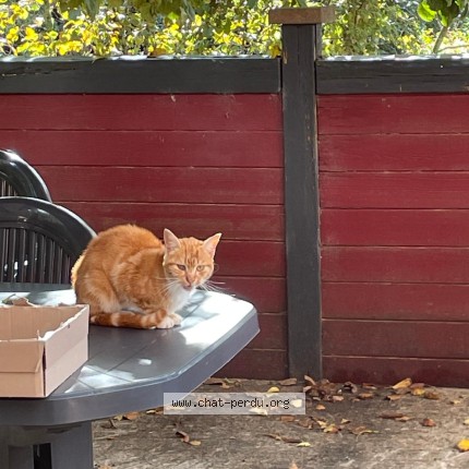 Photo 1/1 Chat trouvé Trouvé à Paimpont