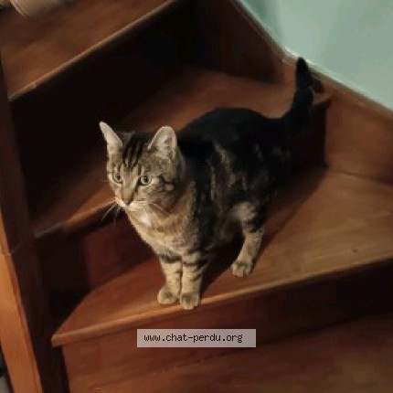Photo de chat perdu à Villeneuve D Ascq