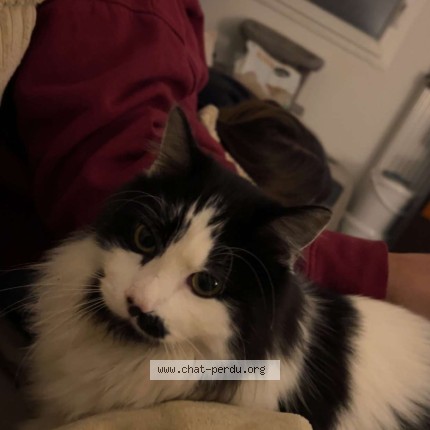 Photo 1/1 Mig Chat perdu à Ecully