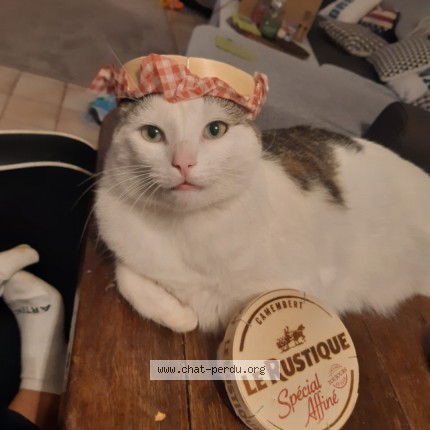 Photo 1/1 Simba Chat perdu à Le Louroux Beconnais