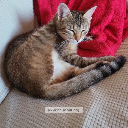 Photo 1/1 Luna Chat perdu à Aveze
