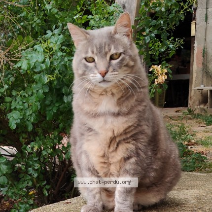 Photo de chat perdu à La Cote Saint Andre