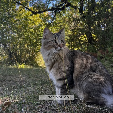 Photo de chat perdu à Preuilly La Ville