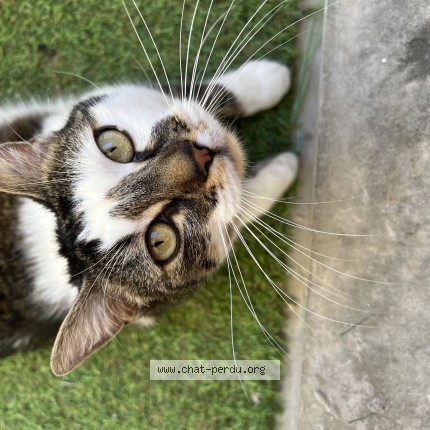 Photo de chat perdu à Seurre