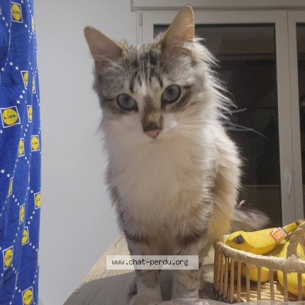 Photo 1/1 C Dix Sept Chat perdu à Saint Denis