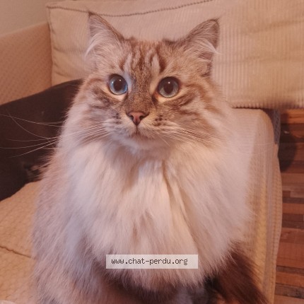 Photo de chat perdu à Sete