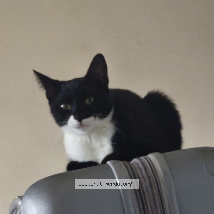 Photo 1/1 Chat retrouvé Perdu à Asnieres Sur Seine