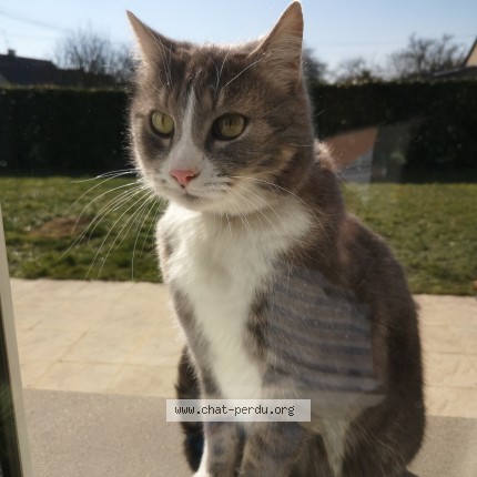 Photo de chat perdu à Cantenay Epinard