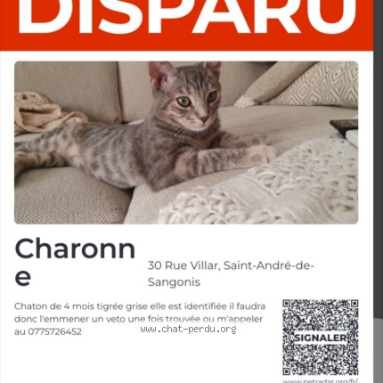 Photo 1/1 Charonne Chat perdu à Saint Andre De Sangonis