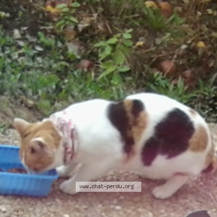 Photo de chat trouvé à Rumont