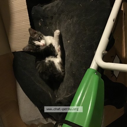 Photo de chat trouvé à Vendoeuvres