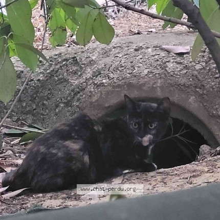 Photo 1/1 Chat trouvé Trouvé à St Jean De Vedas