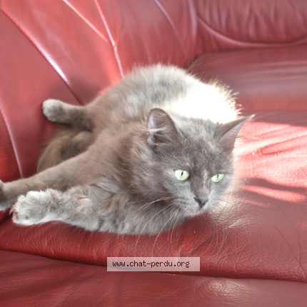 Photo de chat trouvé à Saint Georges Les Baillargeaux