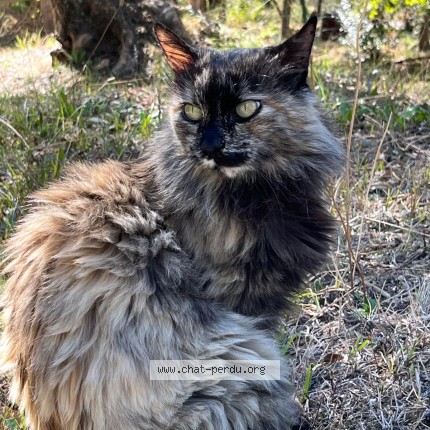 Photo de chat perdu à Contes
