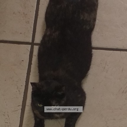 Photo 1/1 petite Chat perdu à Luche Pringe