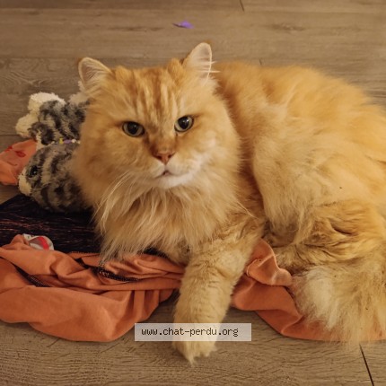 Photo de chat perdu à Saint Pierre D Albigny