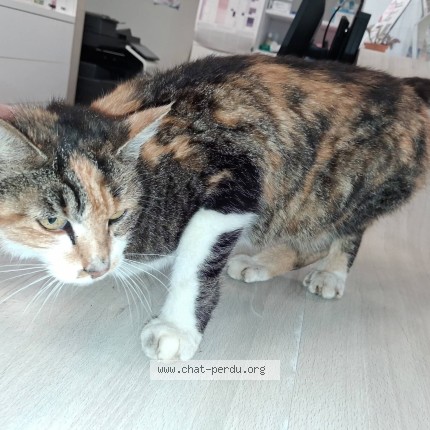 Photo de chat trouvé à Haux
