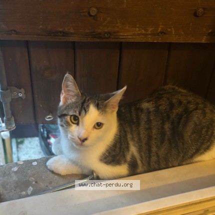Photo 2/2 Chat retrouvé Perdu à Toulouse