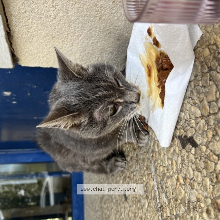 Photo 1/1 Chat retrouvé Trouvé à Cergy