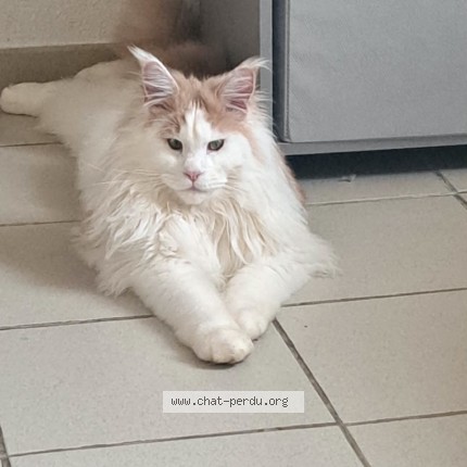 Photo 1/1 aslan Chat perdu à Tanus