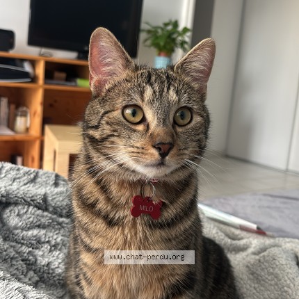 Photo 1/1 Milo Chat perdu à Amiens