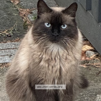 Photo de chat perdu à Poleymieux Aux Monts D Or