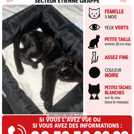 Photo 1/1 pepette Chat perdu à Saint Martin D Heres