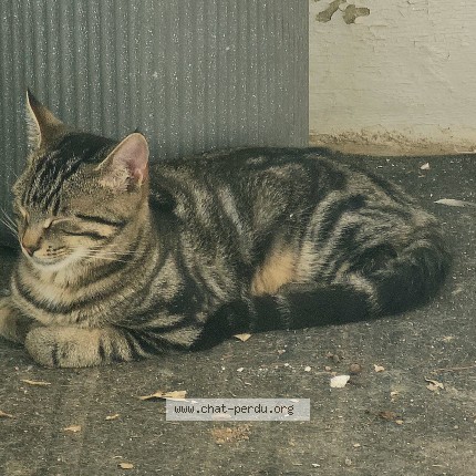 Photo 1/1 Chat trouvé Trouvé à Savigny Sur Orge