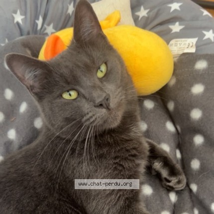Photo de chat perdu à Angers