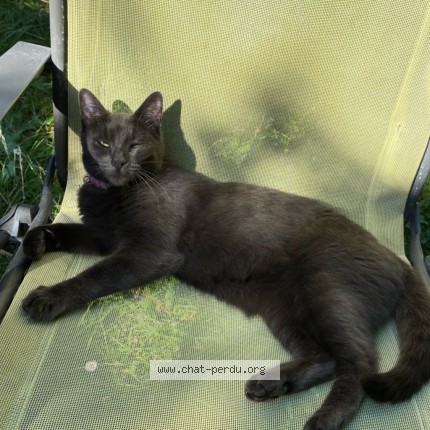 Photo 2/2 Gaia Chat perdu à Angers